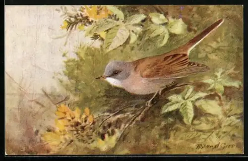 Künstler-AK Whitethroat, Dorngrasmücke verbirgt sich im Blattwerk