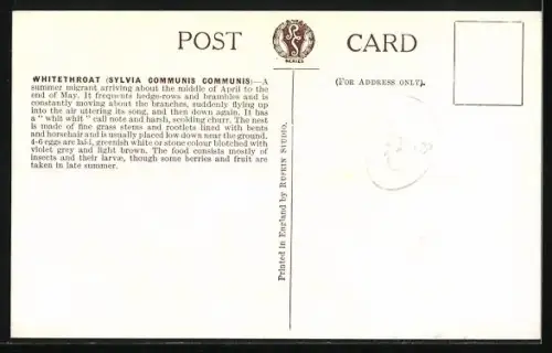 Künstler-AK Whitethroat, Dorngrasmücke verbirgt sich im Blattwerk