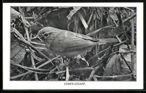 AK Chiff-Chaff, Portrait