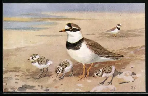 AK Ringed Plover on the beach