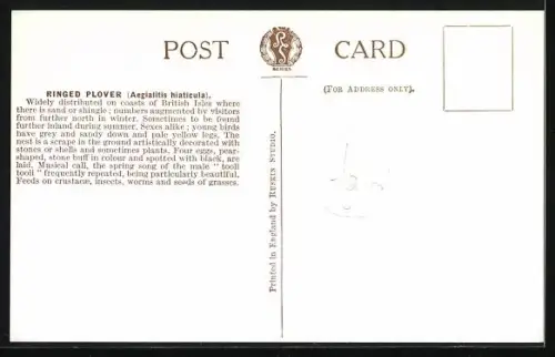 AK Ringed Plover on the beach