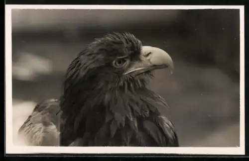 AK Adlerkopf, Portrait