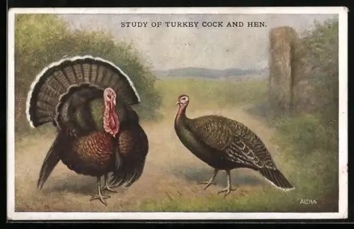 Künstler-AK Study of Turkey Cock and Hen