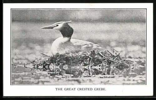 AK The Great Crested Grebe