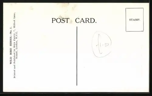 AK The Great Crested Grebe