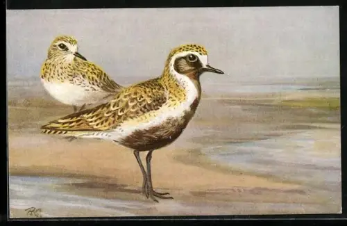 Künstler-AK Golden Plover, Goldregenpfeifer