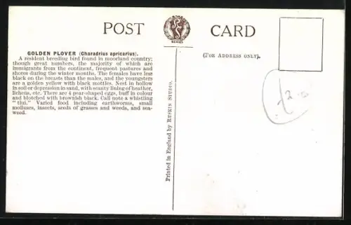 Künstler-AK Golden Plover, Goldregenpfeifer