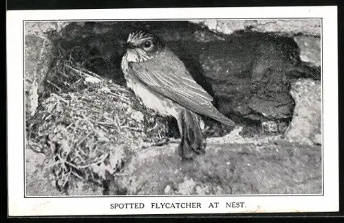 AK Sppotted Flycatcher at Nest