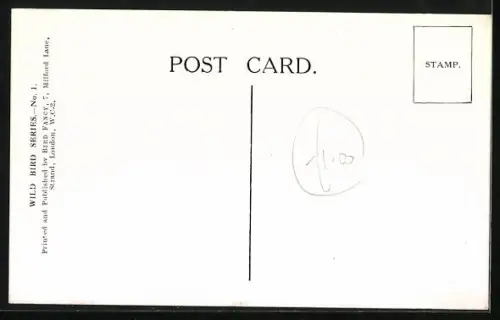 AK Sppotted Flycatcher at Nest