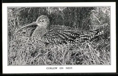 AK Curlew on Nest