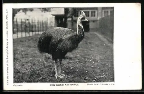 AK London, Regent`s Park, Blue-necked Cassowary