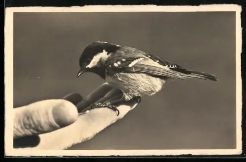 AK Davos, Meise auf einer Hand