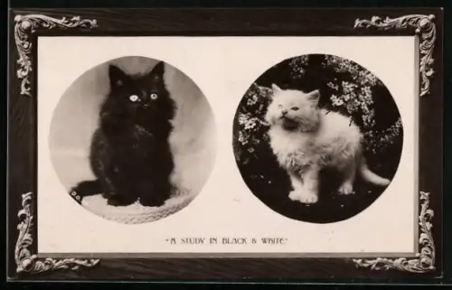 AK Katzenkinder, schwarz und weiss, Portraits