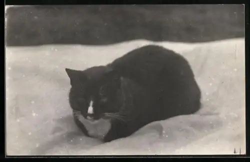 Foto-AK Schwarze Katze mit weisser Brust und weissem Nasenrücken
