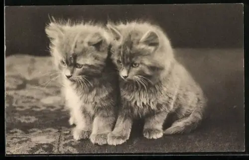 AK Zwei Katzenbabys, eng beieinander sitzend