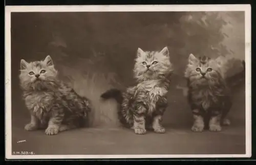 AK Drei getigerte Katzenjunge