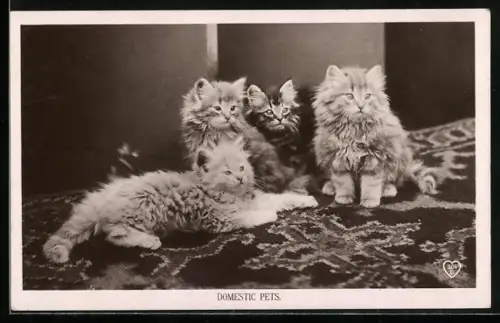 AK Domestic Pets, Katzenwelpen auf einem Teppich
