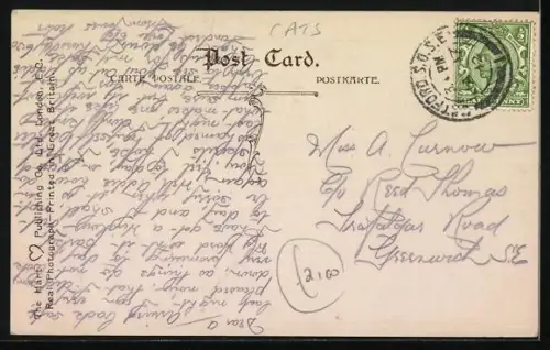 AK Domestic Pets, Katzenwelpen auf einem Teppich