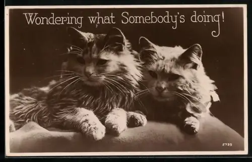 AK Zwei entspannte Katzen auf einer Liegestatt