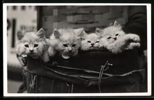 AK Vier Katzenbabys in einer Tasche
