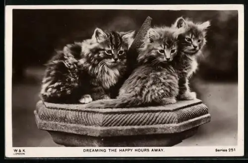 AK Dreaming The Happy Hours Away, Katzenbabys