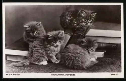 AK Thoughtful Moments, Katzenbabys
