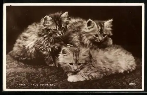 AK Three Little Beauties, Katzenbabys