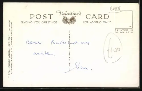 AK Three Little Beauties, Katzenbabys