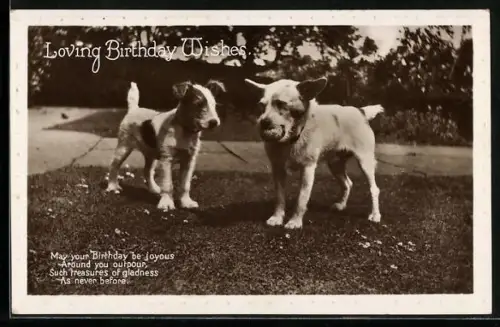 AK Zwei Terrier mit Ball im Park, Geburtstagsgruss