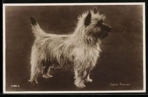 AK Cairn Terrier, Portrait