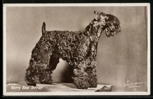 AK Kerry Blue Terrier, Portrait