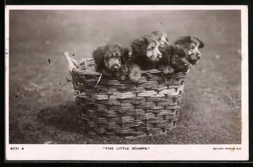 AK Five little Scamps, Jagdhundwelpen