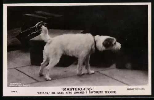 AK Caesar, The Late King Edward`s Favourite Terrier