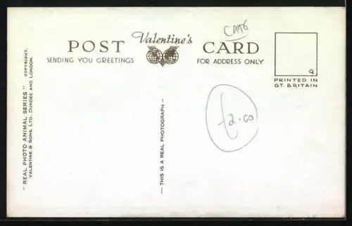 AK A Happy Family, Katzenmutter mit Jungen