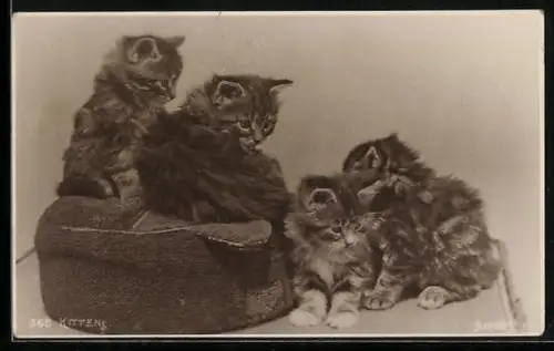 AK Mother and Kittens, Portrait