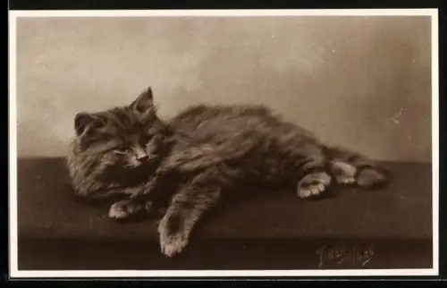 AK Liegende Katze mit flauschigem Fell