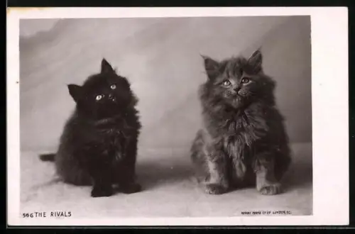 AK Zwei kleine Katzen schauen nach oben