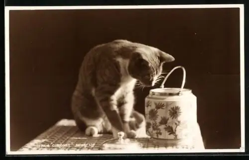 AK Neugierige Katze blickt in ein Gefäss