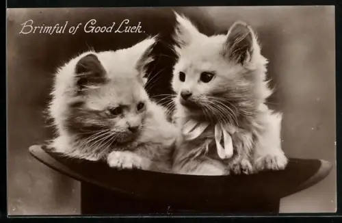 AK Zwei Katzenbabys in einem Zylinder