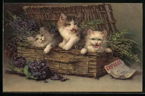 AK Katzen als Express-Sendung in einem Korb