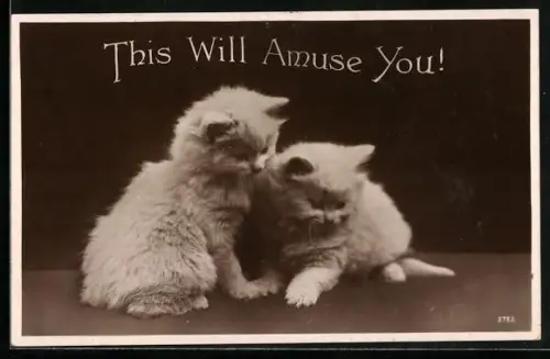 AK Zwei Katzenbabys mit weissem Fell