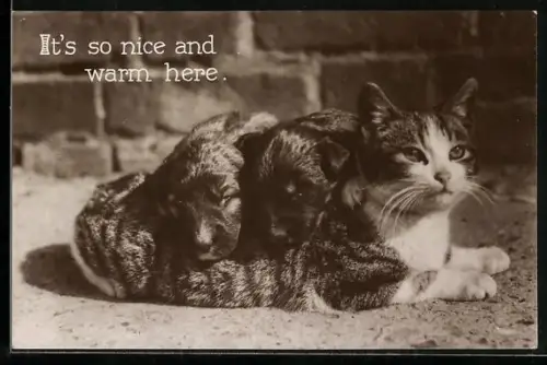 AK Hund und Katze, eng beieinander