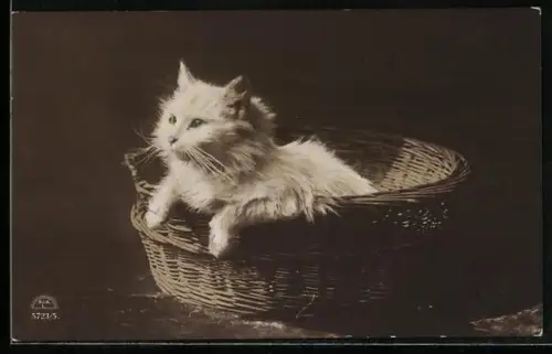AK Kleine Katze in einem Korb