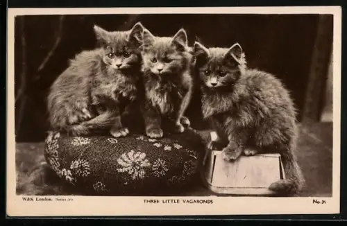 AK Three Little Vagabonds, Katzenbabys