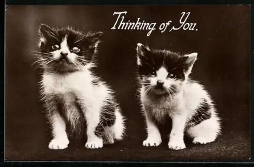 AK Zwei Katzenbabys mit eindringlichem Blick