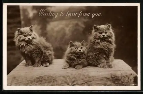 AK Waiting to hear from you, Katzenbabys