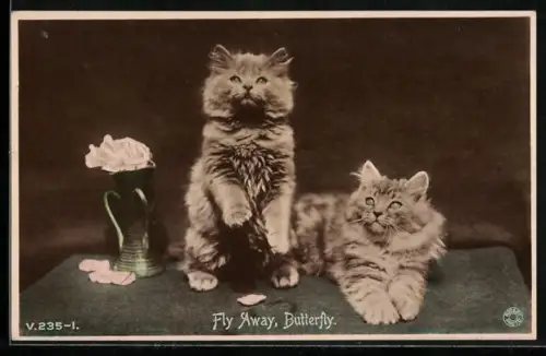 AK Zwei junge Katzen blicken aufwärts