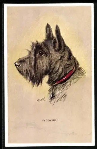 AK Scotchterrier Scottie, Portrait