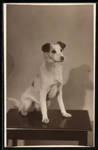 Foto-AK Hund, auf einem Tisch sitzend