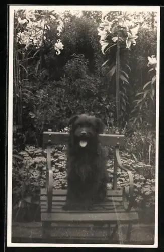 AK Schwarzer Hund auf einem Stuhl im Garten